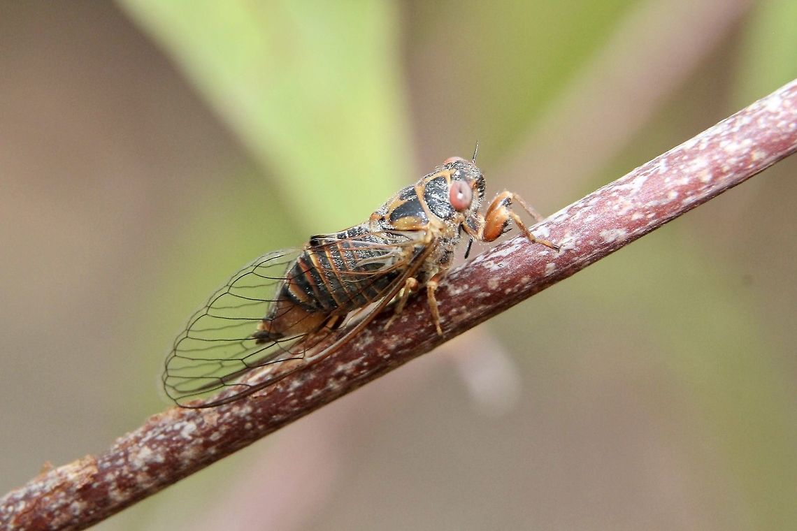 Bronze-Tree Buzzer  Australia,Bronze Tree-Buzzer,Geotagged,Palapsalta circumdata,Spring,eamw cicadas
