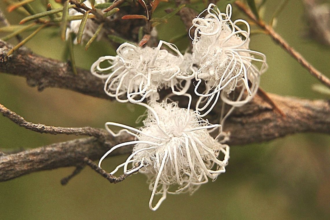 Callococcus acaciae A species of mealy bug, feeding on Leptospermum. Australia,Callococcus acaciae,East Kurrajong NSW,Geotagged,Spring,eamw scale insects