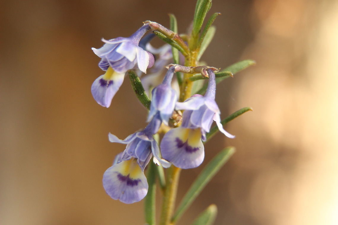 Scrub Violet - Pigea floribunda  Australia,Eamw flora,Geotagged,Pigea floribunda,Shrub Violet,Winter