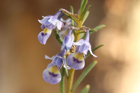 Scrub Violet - Pigea floribunda  Australia,Eamw flora,Geotagged,Pigea floribunda,Shrub Violet,Winter