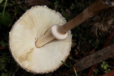 Slender Parasol - Macrolepiota clelandii Formation of gills and ring. Australia,Eamw fungi,Fall,Geotagged,Macrolepiota clelandii,Slender Parasol