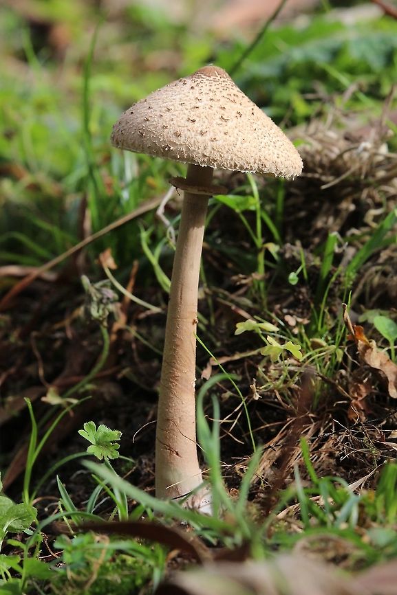 Slender Parasol - Macrolepiota clelandii  Australia,Eamw fungi,Fall,Geotagged,Macrolepiota clelandii,Slender Parasol