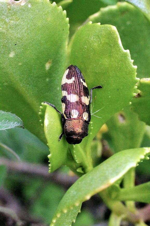 Castiarina cupreoflava  Aldinga scrub conservation park,Australia,Castiarina cupreoflava,Eamw beetles,Geotagged,Winter,eamw jewel beetles
