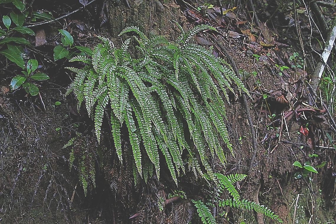 Rough Maidenhair Fern - Adiantum hispidulum  Adiantum hispidulum,Australia,Eamw flora,Geotagged,Rough Maidenhair Fern,Summer