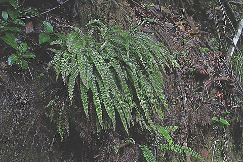 Rough Maidenhair Fern - Adiantum hispidulum  Adiantum hispidulum,Australia,Eamw flora,Geotagged,Rough Maidenhair Fern,Summer