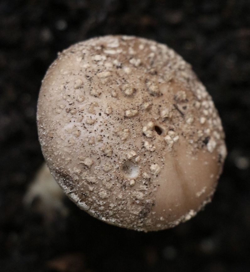 Genus - Amanita (clelandii ? ) Details of cap. Australia,Eamw fungi,Geotagged,Summer,Winter