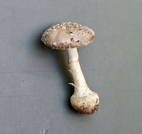 Genus - Amanita (clelandi ? ) Profile  Australia,Eamw fungi,Geotagged,Winter