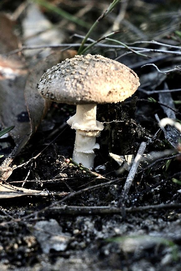Genus - Amanita (clelandii?) 60 mm tall including the volva. The cap approximately 40 mm . Looked at Amanita clelandii but didn&rsquo;t get far. Growing in heath habitat with some Xanthorrhoea ( grass trees)  Australia,Eamw fungi,Geotagged,Winter