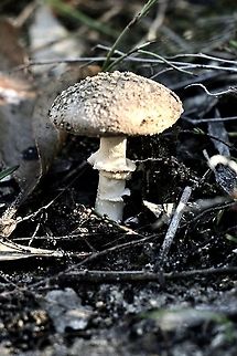 Genus - Amanita (clelandii?) 60 mm tall including the volva. The cap approximately 40 mm . Looked at Amanita clelandii but didn’t get far. Growing in heath habitat with some Xanthorrhoea ( grass trees)  Australia,Eamw fungi,Geotagged,Winter