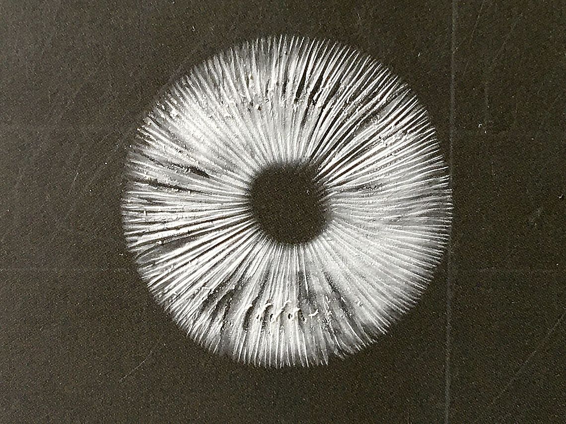Genus - Amanita ( clelandii?) Spore print -white. Eamw fungi,Spore print