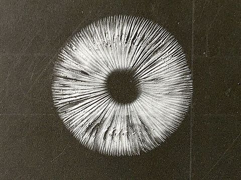 Genus - Amanita ( clelandii?) Spore print -white. Eamw fungi,Spore print