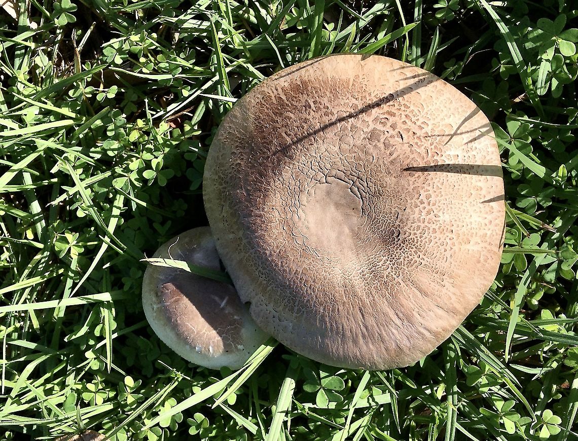 Agaricus austrovinaceus Looks very nice and tempting to cook them ,but not sure of them being edible. Agaricus austrovinaceus,Australia,Eamw fungi,Geotagged,Winter