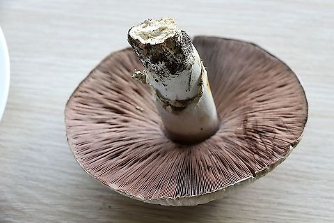Gill formation of Agaricus austrovinaceus Growing in lawns after several days of rain. Cap size is app150 mm. Agaricus austrovinaceus,Australia,Eamw fungi,Geotagged,Winter