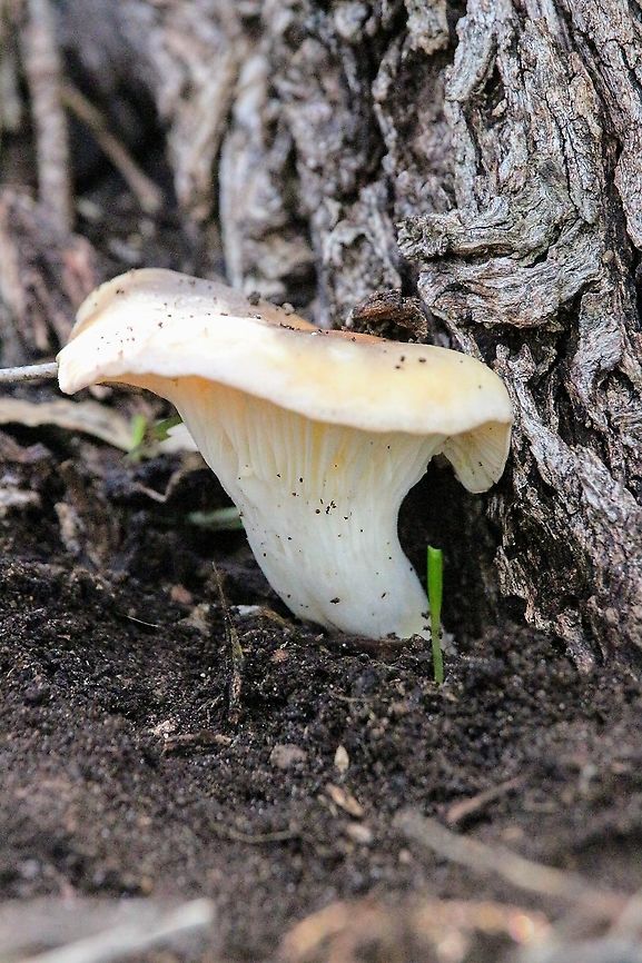 Oyster mushroom - Pleurotus ostreatus Growing on the base of a eucalyptus tree. Australia,Eamw fungi,Fall,Geotagged,Oyster mushroom,Pleurotus ostreatus
