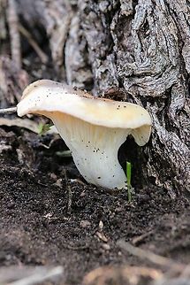 Oyster mushroom - Pleurotus ostreatus Growing on the base of a eucalyptus tree. Australia,Eamw fungi,Fall,Geotagged,Oyster mushroom,Pleurotus ostreatus