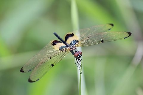 Yellow-striped Flutterer - Rhyothemis phyllis  Eamw dragonflies,Geotagged,July 2013,Rhyothemis phyllis,Vietnam,Yellow-striped Flutterer