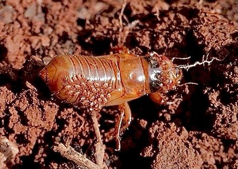 Unidentified chricket like creature. Looks like infested with parasites. I don’t think that they are young ones. Australian Mole Cricket,Geotagged,Gryllotalpa australis,Vietnam,eamw unidentified
