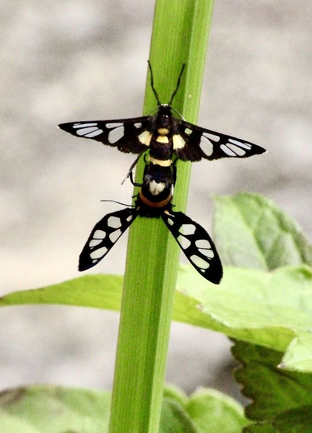 Tiger moth - Genus Amata This one is from South Vietnam. Could not find any info on this moth in Vietnam but found a species (Amanita sperbius) from Thailand which looks identical to me. Amata,Eamw moth,Geotagged,Vietnam