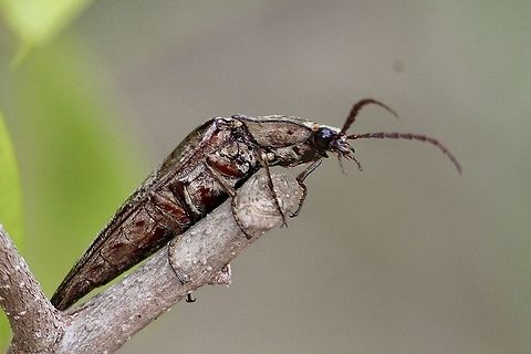 Unidentified beetle Possibly a longicorn beetle . Approximately 30 mm long. Eamw beetles,Geotagged,Vietnam