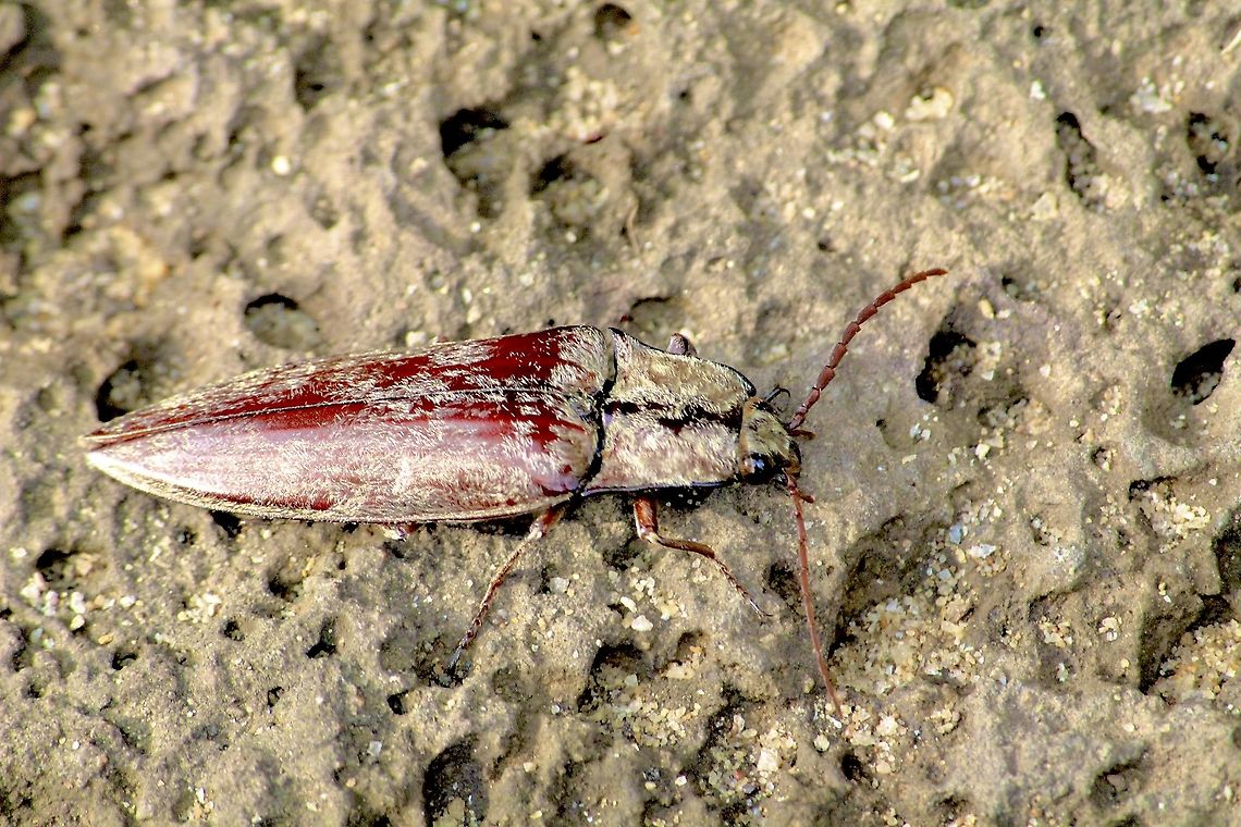 Unidentified beetle Longicorn ? Eamw beetles,Geotagged,Vietnam