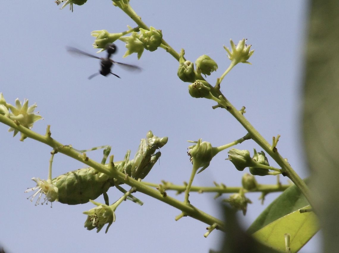 Jewelled flower mantis - Creobroter gemmatus, The wasp in this image obviously doesn&rsquo;t know what could happen.  Creobroter gemmatus,Eamw mantids,Geotagged,Vietnam