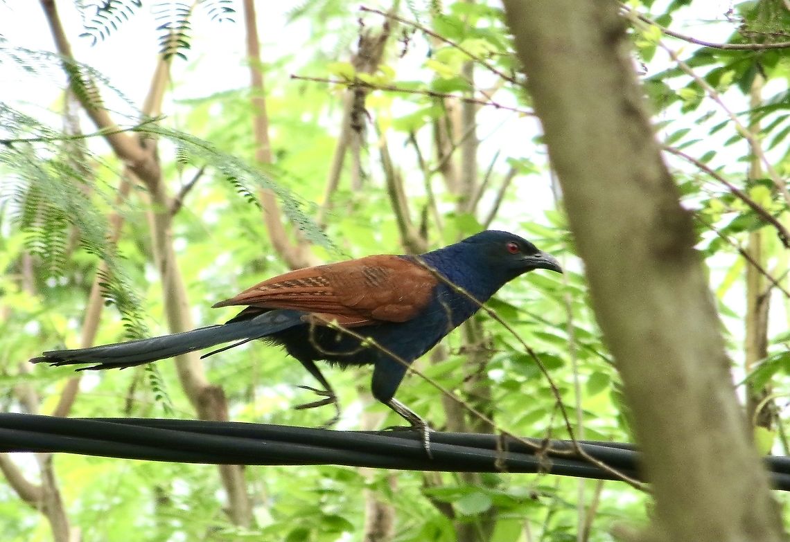 Greater Coucal - Centropus sinensis  Centropus sinensis,Eamw birds,Geotagged,Greater Coucal,Vietnam