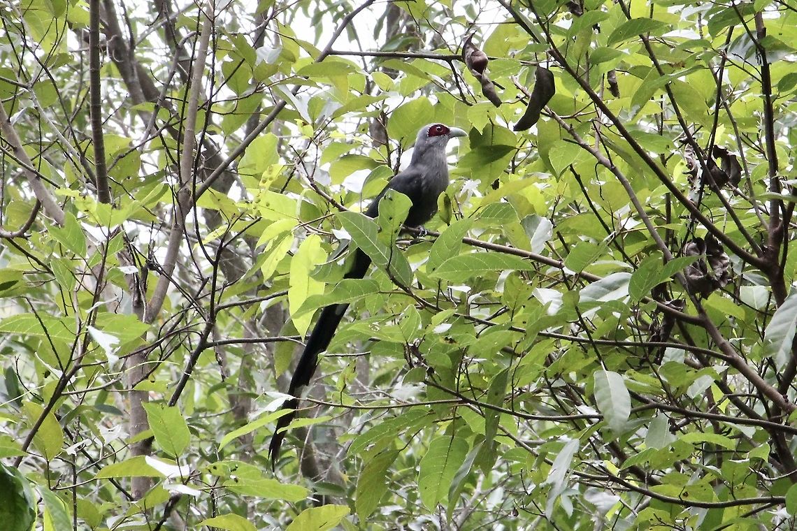 Green - billed malkoha - Phaenicophaeus tristis  Eamw birds,Geotagged,Green-billed malkoha,Phaenicophaeus tristis,Vietnam