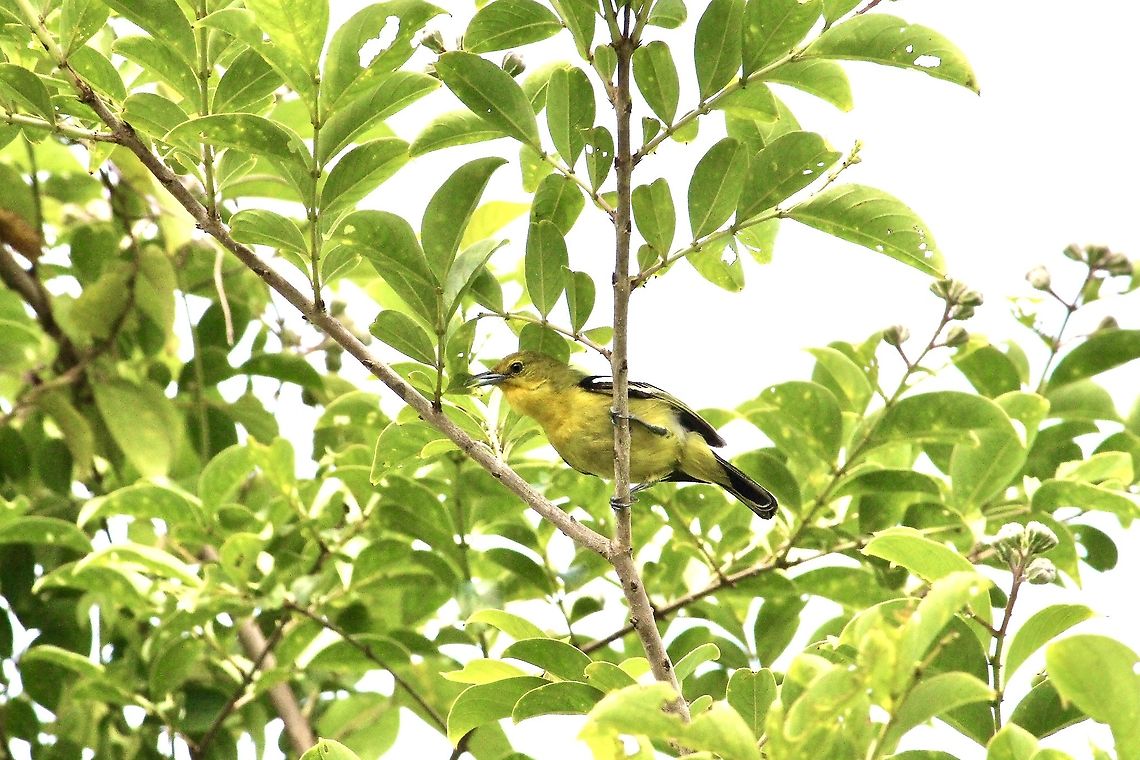 Common Iora - Aegithina tiphia  Aegithina tiphia,Common Iora,Eamw birds,Geotagged,Vietnam