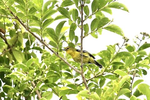 Common Iora - Aegithina tiphia  Aegithina tiphia,Common Iora,Eamw birds,Geotagged,Vietnam