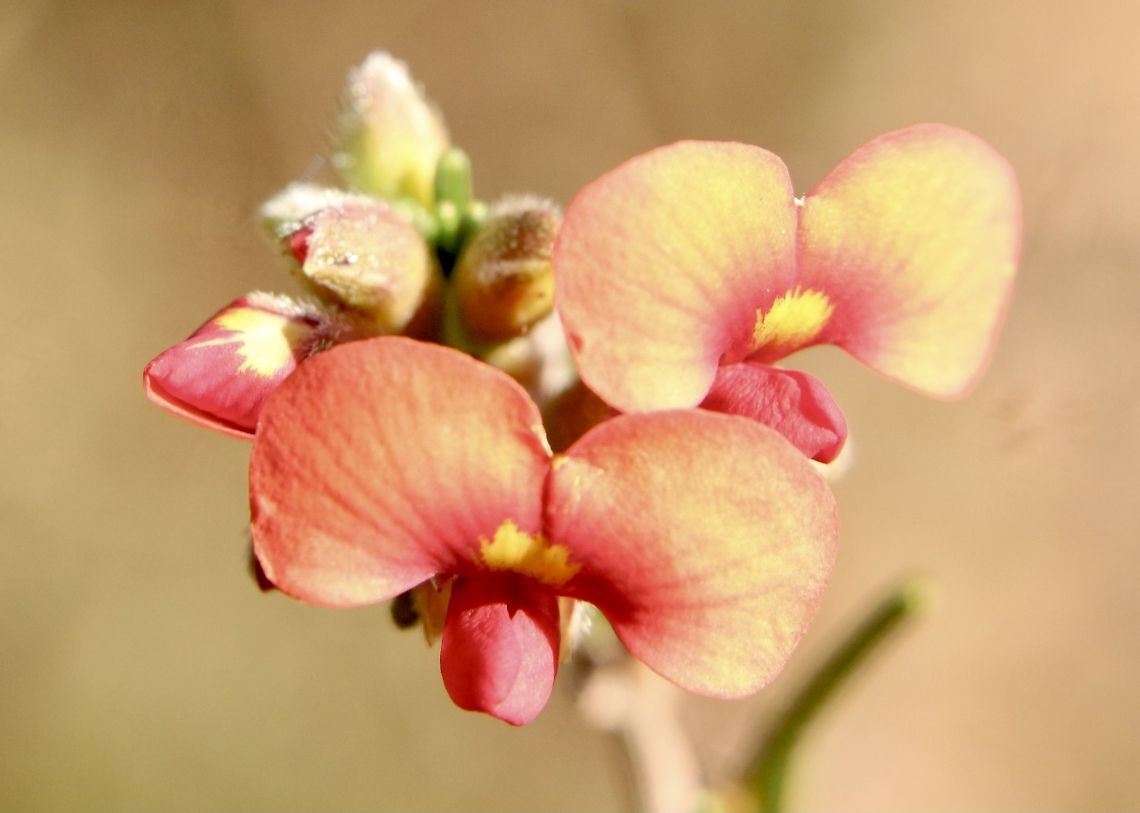 Showy Parrot-Pea - Dillwynia sericea It is in South Australia mid Winter and the Showy Parrot -Pea is one of the first flowers to show and much photographed. They are as the Name implies very showy and it is hard to resist not to take photos of them.  Australia,Dillwynia sericea,Geotagged,Showy Parrot-Pea,Winter,eamw
