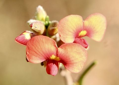 Showy Parrot-Pea - Dillwynia sericea It is in South Australia mid Winter and the Showy Parrot -Pea is one of the first flowers to show and much photographed. They are as the Name implies very showy and it is hard to resist not to take photos of them.  Australia,Dillwynia sericea,Geotagged,Showy Parrot-Pea,Winter,eamw