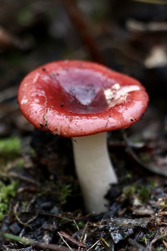 Russula persanguinea Exited to find this one.  Cap size approximately 50 mm,stem and gills pure white. Spotted in Banksia habitat with lots of bracken fern. Very wet due to good rain in the last few weeks. Australia,Eamw fungi,Geotagged,Russula persanguinea,Winter