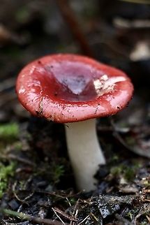 Russula persanguinea Exited to find this one.  Cap size approximately 50 mm,stem and gills pure white. Spotted in Banksia habitat with lots of bracken fern. Very wet due to good rain in the last few weeks. Australia,Eamw fungi,Geotagged,Russula persanguinea,Winter