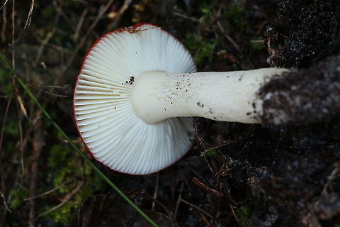 Gill Formation of Russula persanguinea  Australia,Eamw fungi,Geotagged,Russula persanguinea,Winter