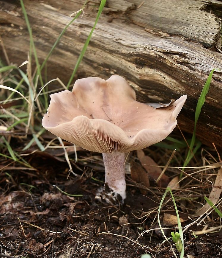 Leucopaxillus eucalyptorum Mature cap approximately 180 - 200 mm. Growing in older eucalyptus forest. Australia,Eamw fungi,Geotagged,Leucopaxillus eucalyptorum,Winter
