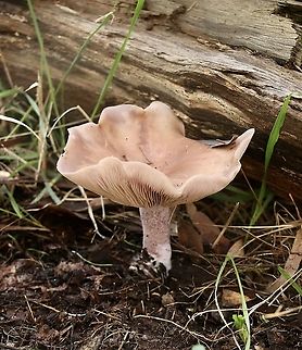 Leucopaxillus eucalyptorum Mature cap approximately 180 - 200 mm. Growing in older eucalyptus forest. Australia,Eamw fungi,Geotagged,Leucopaxillus eucalyptorum,Winter
