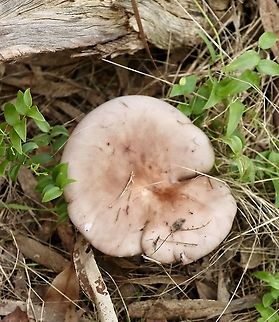 Leucopaxillus eucalyptorum Immature cap approximately 70mm Eamw fungi,Leucopaxillus eucalyptorum