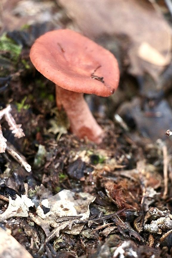 Lactarius eucalypti  Australia,Eamw fungi,Geotagged,Lactarius eucalypti,Winter