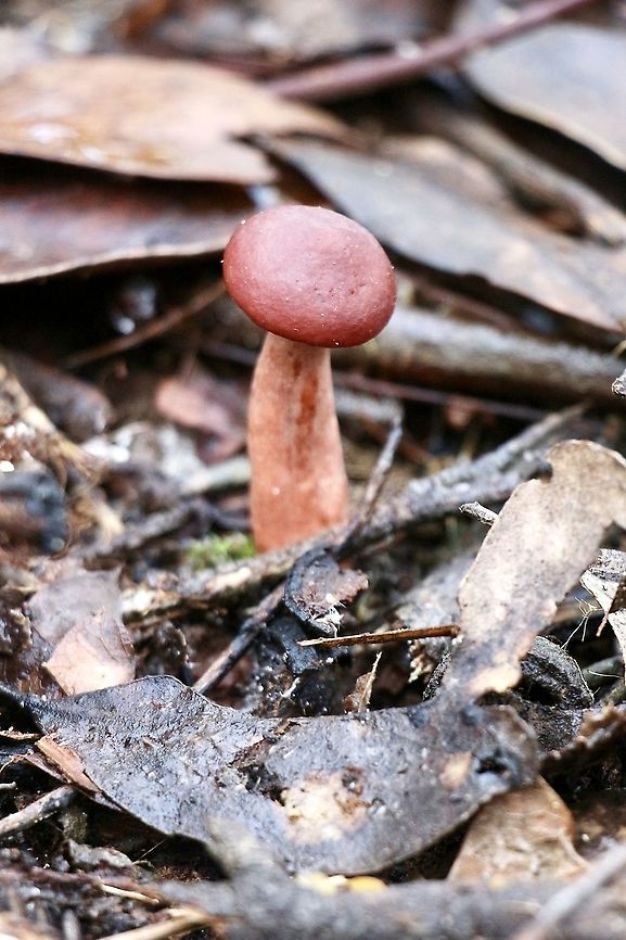 Lactarius eucalypti  Australia,Eamw fungi,Geotagged,Lactarius eucalypti,Winter