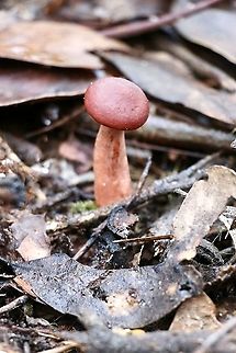 Lactarius eucalypti Australia,Eamw fungi,Geotagged,Lactarius eucalypti,Winter