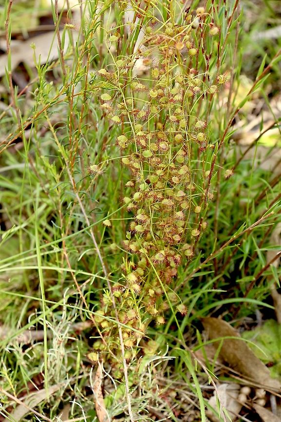 Climbing sundew - Drosera planchonii Any insect gets amongst all the glandular tentacles is doomed for sure .<br />
There seems to be some changes from Drosera macrantha ssp. planchonii to Drosera planchonii  Australia,Drosera planchonii,Eamw flora,Geotagged,Winter