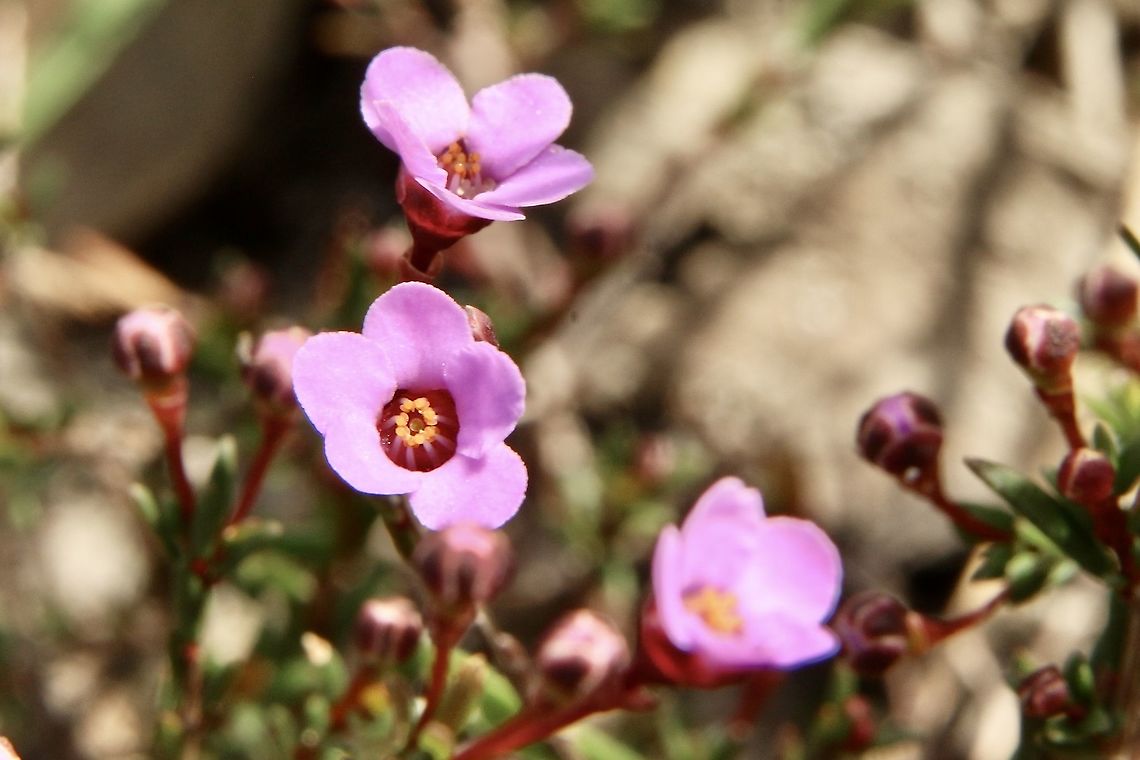 Rosy Baeckia - Euryomyrtus ramosissima  Australia,Eamw flora,Euryomyrtus ramosissima,Geotagged,Winter