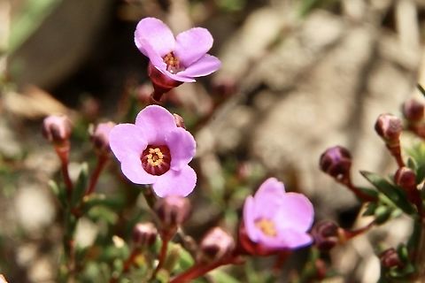 Rosy Baeckia - Euryomyrtus ramosissima  Australia,Eamw flora,Euryomyrtus ramosissima,Geotagged,Winter