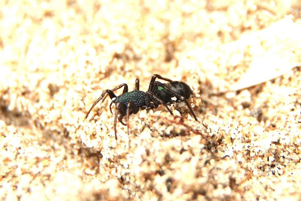 Ant mimicking spider - Poecilipta kohouti Side profile of Poecilipta kohouti Australia,Eamw spiders,Geotagged,Poecilipta kohouti,Winter