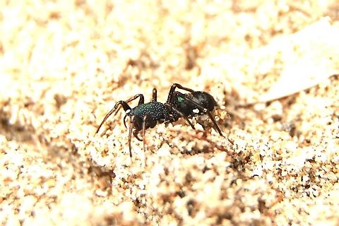 Ant mimicking spider - Poecilipta kohouti Side profile of Poecilipta kohouti Australia,Eamw spiders,Geotagged,Poecilipta kohouti,Winter