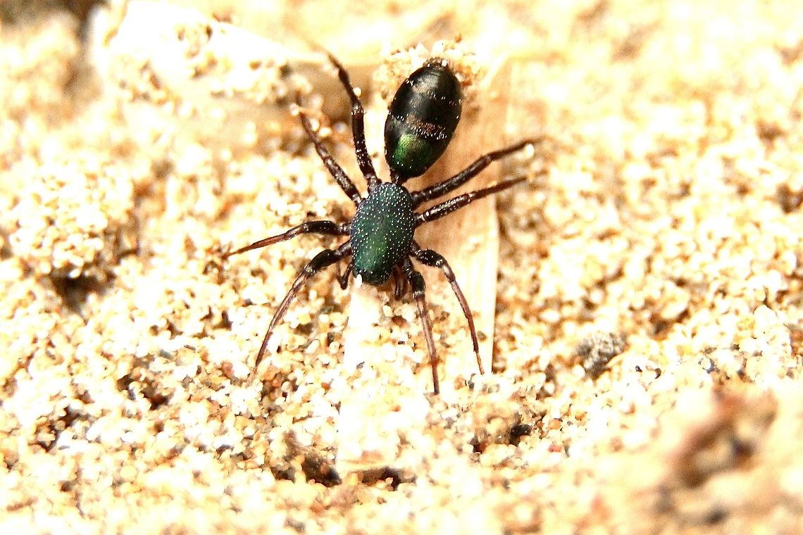 Ant mimicking spider - Poecilipta kohouti Appears to be mimicking ant species Rhytidoponera metallica. <br />
Found this Spider by accident in sand dunes under some dried up seagrass. There were several under the grass . They moved very fast and I only got two of them which I took home to photograph. Body size approximately 4 mm and jet black to the naked eye.<br />
Only after photographing them did. I recognise them as spiders. At first I was thinking of ants. Australia,Eamw spiders,Geotagged,Poecilipta kohouti,Winter