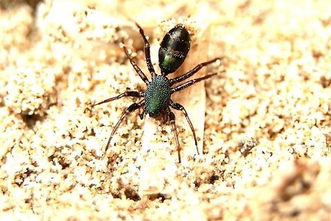 Ant mimicking spider - Poecilipta kohouti Appears to be mimicking ant species Rhytidoponera metallica. 
Found this Spider by accident in sand dunes under some dried up seagrass. There were several under the grass . They moved very fast and I only got two of them which I took home to photograph. Body size approximately 4 mm  and jet black to the naked eye.
Only after photographing them did. I recognise them as spiders. At first I was thinking of ants. Australia,Eamw spiders,Geotagged,Poecilipta kohouti,Winter