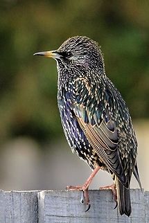 Common Starling - Sturnus vulgaris The Common Starling was introduced to Australia in the late 1850s. Sometimes I wonder if after so many years the Starling in Australia changed the way it sings. Australia,Birds Skye,Common Starling,Eamw birds,Fall,Geotagged,Sturnus vulgaris