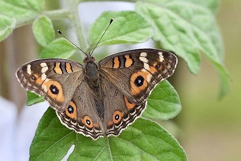 Meadow Argus - Junonia villida  Australia,Eamw butterflies,Fall,Geotagged,Junonia villida,Meadow Argus