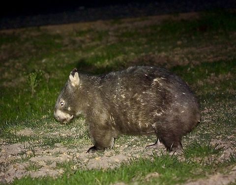 Common wombat - Vombatus ursinus A wombat taken by flashlight in the night . Very helpful animal keeping our lawn mowed. Australia,Eamw marsupials,Fall,Geotagged,Vombatus ursinus,common wombat